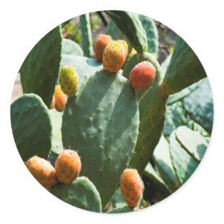 Prickly Pear Cactus Fruit Classic Round Sticker
