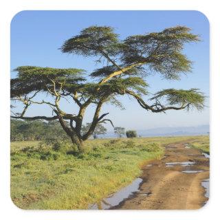 Primitive dirt road and acacia tree, Lake Nakuru Square Sticker