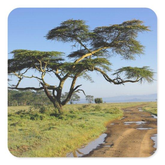 Primitive dirt road and acacia tree, Lake Nakuru Square Sticker