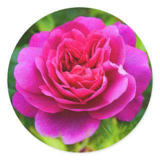 Princess Anne Rose #1 Stickers