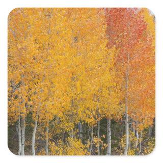 Provo River and aspen trees Square Sticker