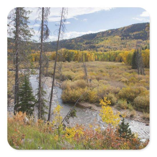 Provo River and aspen trees Square Sticker