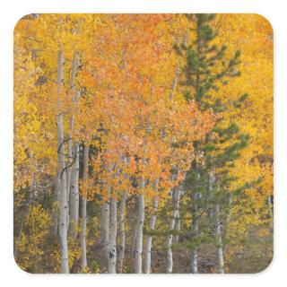 Provo River and aspen trees Square Sticker