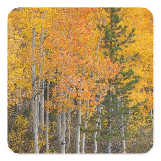 Provo River and aspen trees Square Sticker