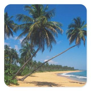 Puerto Rico, Isla Verde, palm trees. Square Sticker