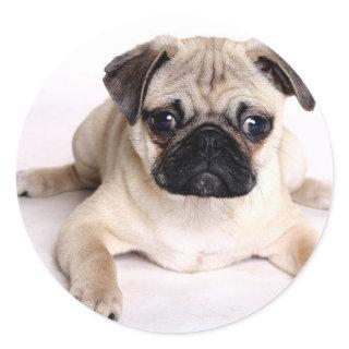 Pug Dog Classic Round Sticker