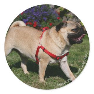 Pug Wearing Red Harness Classic Round Sticker