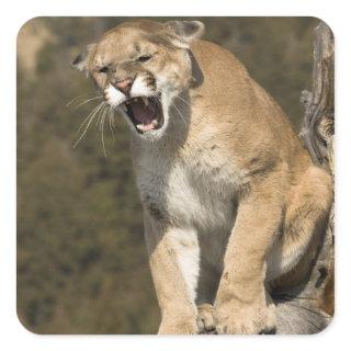 Puma or mountain lion, puma concolor, Captive - Square Sticker