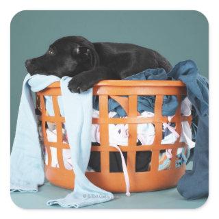 Puppy lying in laundry basket square sticker