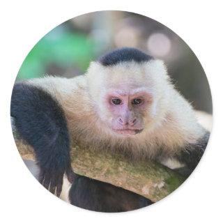 Pura vida for White-faced capuchin monkey Classic Round Sticker