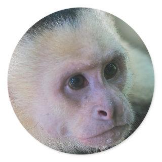 Pura vida for White-faced capuchin monkey Classic Round Sticker