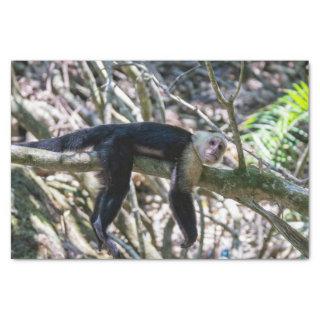 Pura vida for White headed capuchin monkey Tissue Paper