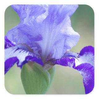 Purple and Blue Tall Bearded Iris Bloom Square Sticker