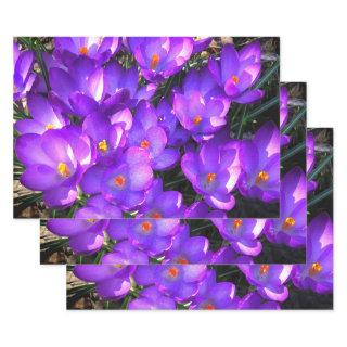 Purple Crocus Flowers Set of