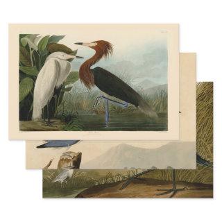 Purple Heron Audubon Bird Wildlife Painting  Sheets