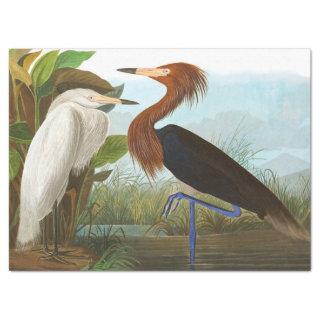 Purple Heron by John James Audubon Tissue Paper