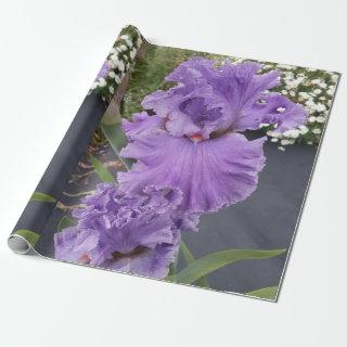 Purple Iris irises flowers Lavender Lilac Bearded
