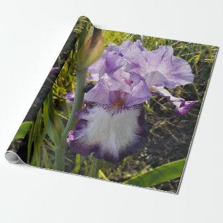 Purple Iris irises flowers Lavender Lilac Bearded