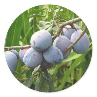 Purple plums hanging on the tree . Tuscany, Italy Classic Round Sticker
