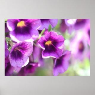 Purple Violets Wall Poster