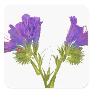 Purple vipers bugloss (echium plantagineum) square sticker