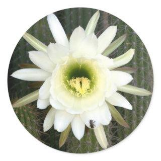 Queen Of The Night Cactus Flower, Karoo Region Classic Round Sticker