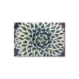 Queen Victoria Agave, white form  Canvas Print