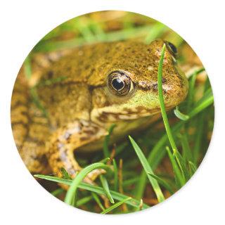 Quirky One-Sided Dialog with a Small Green Frog Classic Round Sticker