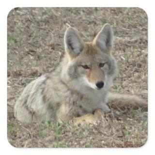 R22 Coyote Laying Square Sticker