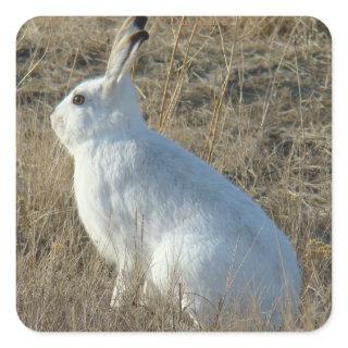 R25 Snowshoe Hare Square Sticker