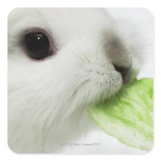 Rabbit nibbling lettuce leaf, close-up square sticker