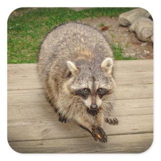 Raccoon with a chip square sticker