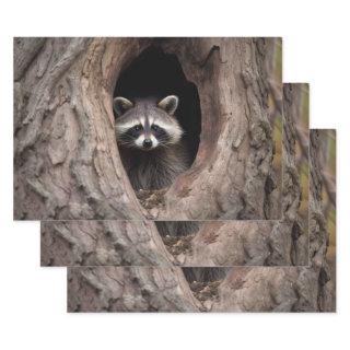 Racoon in Tree Cave   Sheets