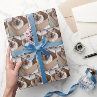 Ragdoll Cat In Cardboard Box
