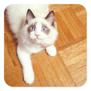 Ragdoll cat on floor, elevated view square sticker