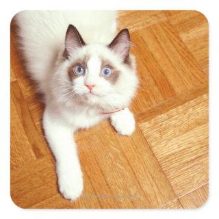 Ragdoll cat on floor, elevated view square sticker