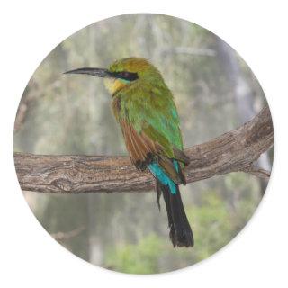 Rainbow bee-eater bird, Australia Classic Round Sticker
