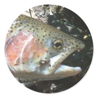 Rainbow trout classic round sticker