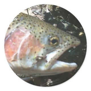 Rainbow trout classic round sticker