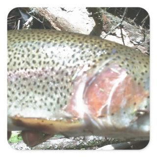 Rainbow trout square sticker