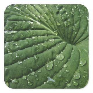 Raindrops on Hosta Leaf Stickers