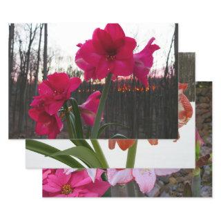 Red Amaryllis and Winter Sunrise  Sheets