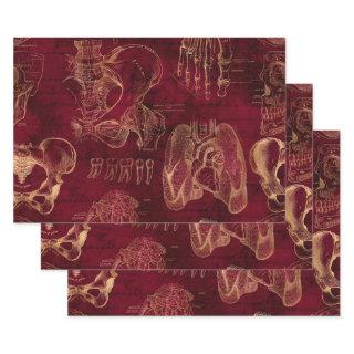 Red and Gold Anatomy Drawing on Red  Sheets