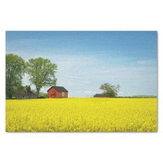 Red Barn Standing Guard Over a Canola Field Tissue Paper