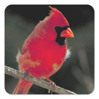 Red Cardinal Perched on a Tree Branch Square Sticker