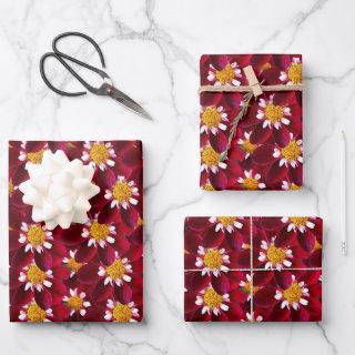 Red Dahlia   Sheets