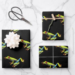 Red Eyed Painted Tree Frog   Sheets