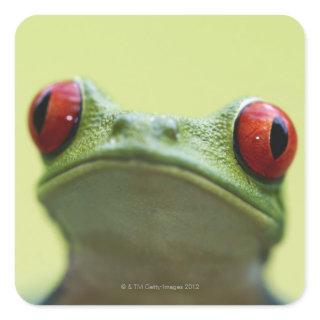 Red-eyed tree frog (Agalychnis callidryas) 2 Square Sticker