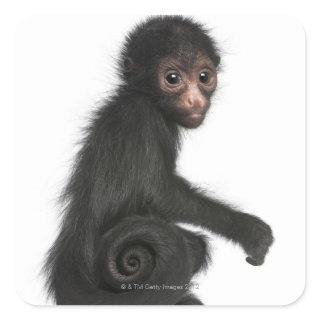 Red-faced Spider Monkey - Ateles paniscus (3 Square Sticker