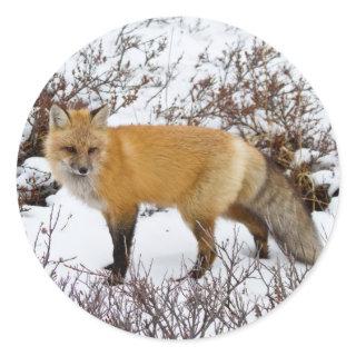 Red Fox in snow in winter Classic Round Sticker